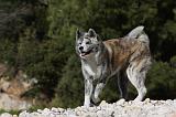 AKITA INU 274